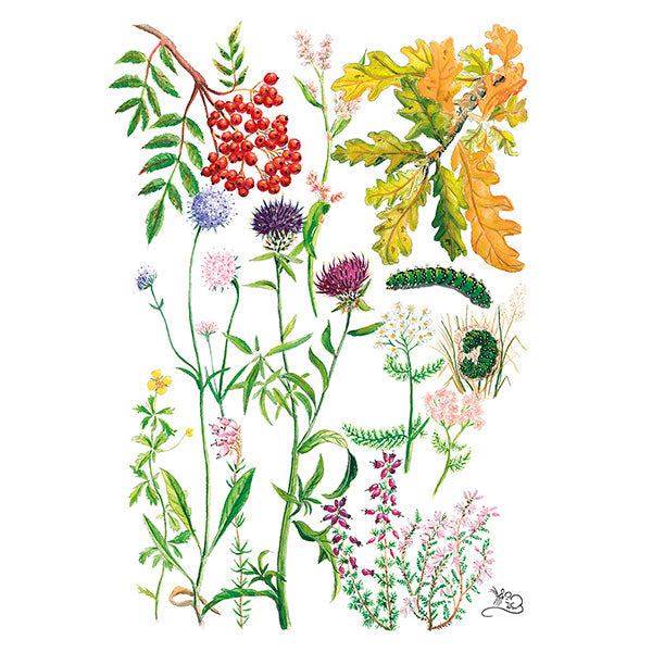 Hedgerow Flowers - Card