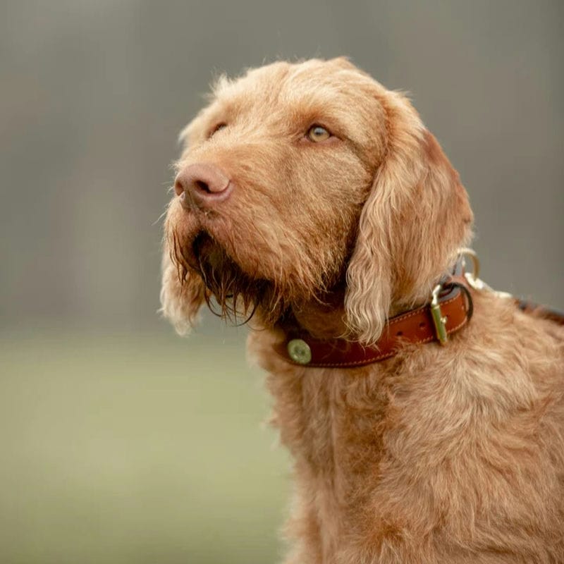 Hicks & Hides Laverton Field Dog Collar - Multi Cartridge - Cognac