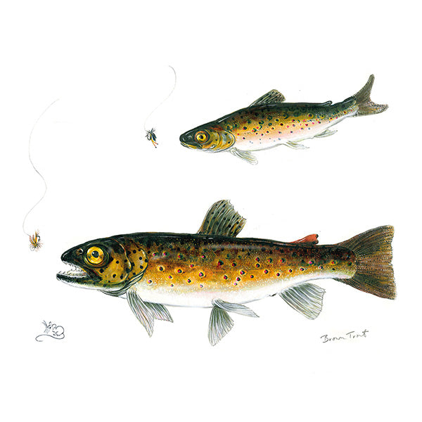 Brown Trout - Card