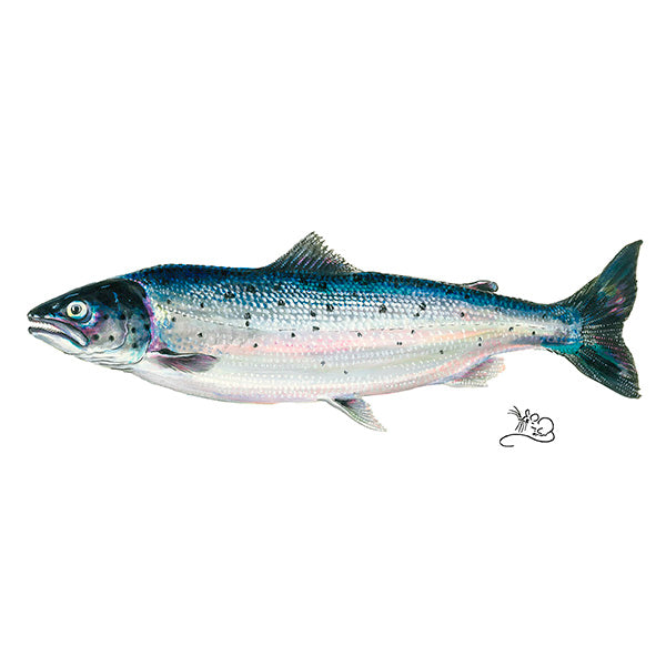 Salmon - Card