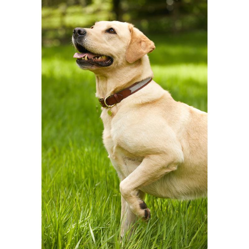 Holland Cooper Premium Dog Collar - Chestnut & Tweed - William Powell