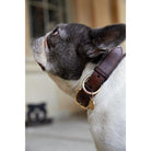 Holland Cooper Premium Dog Collar - Chestnut & Tweed - William Powell