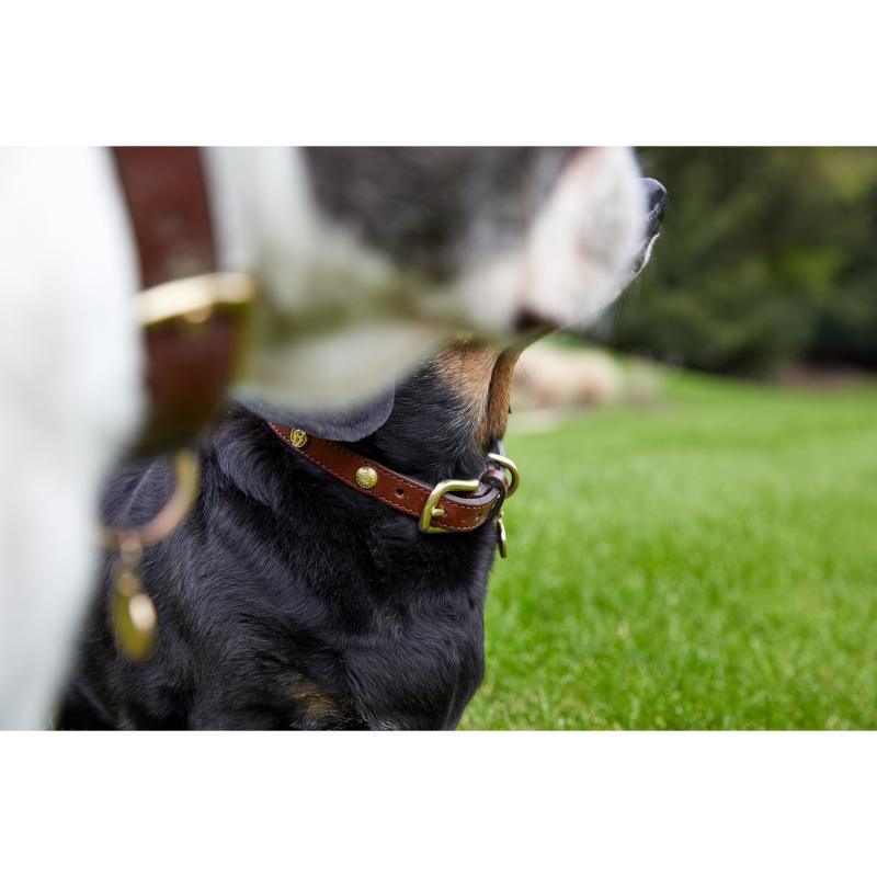 Holland Cooper Studded Dog Collar - Chestnut - William Powell