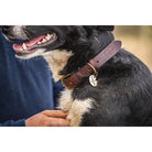 Le Chameau Leather Dog Collar - Marron Fonce - William Powell